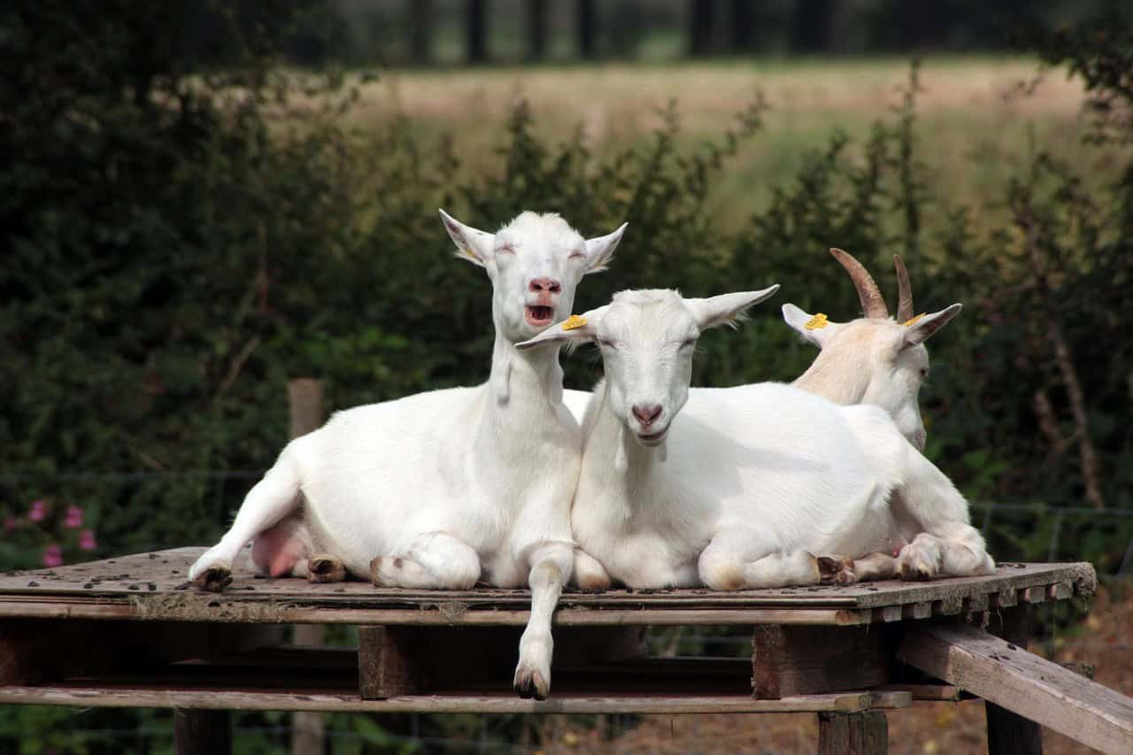 Three goats lying on a wooden platform outdoors with greenery in the background.