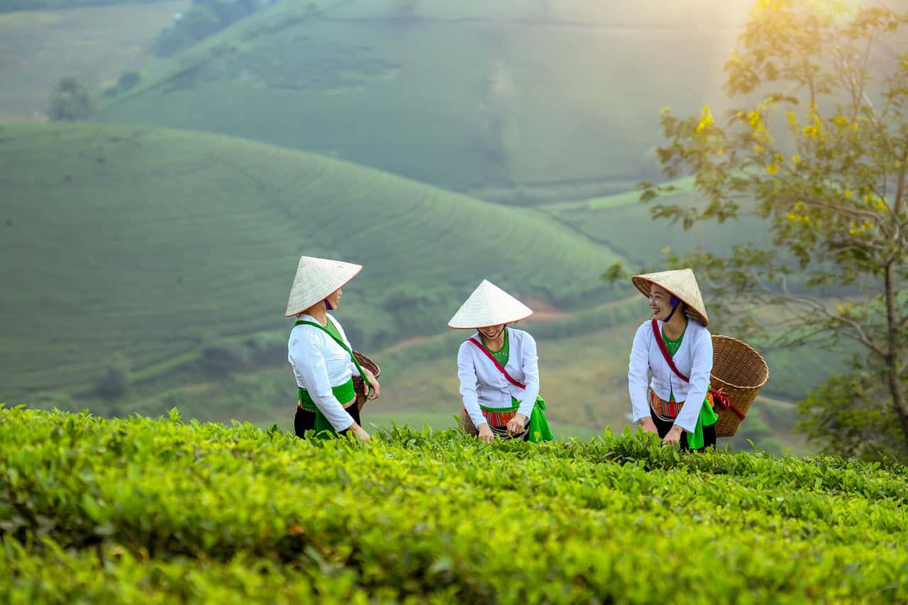 Tea plantation workers harvesting tea in Vietnam with scenic hills in background.