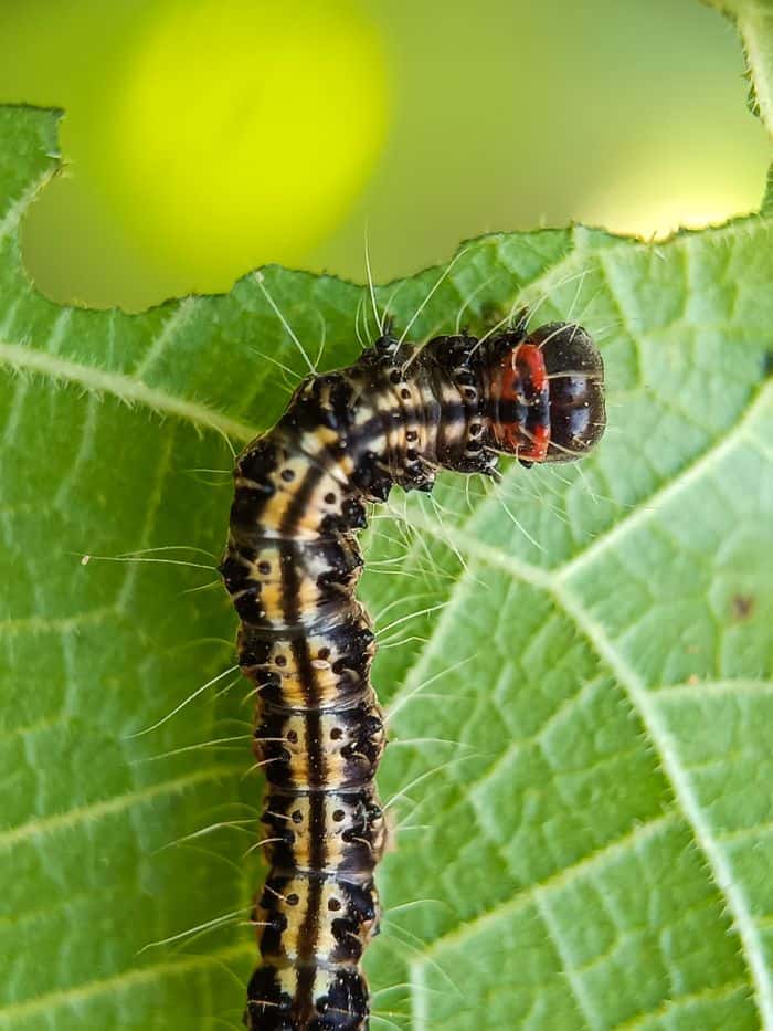 Close-up of a caterpillar on a green leaf with a blurred background.