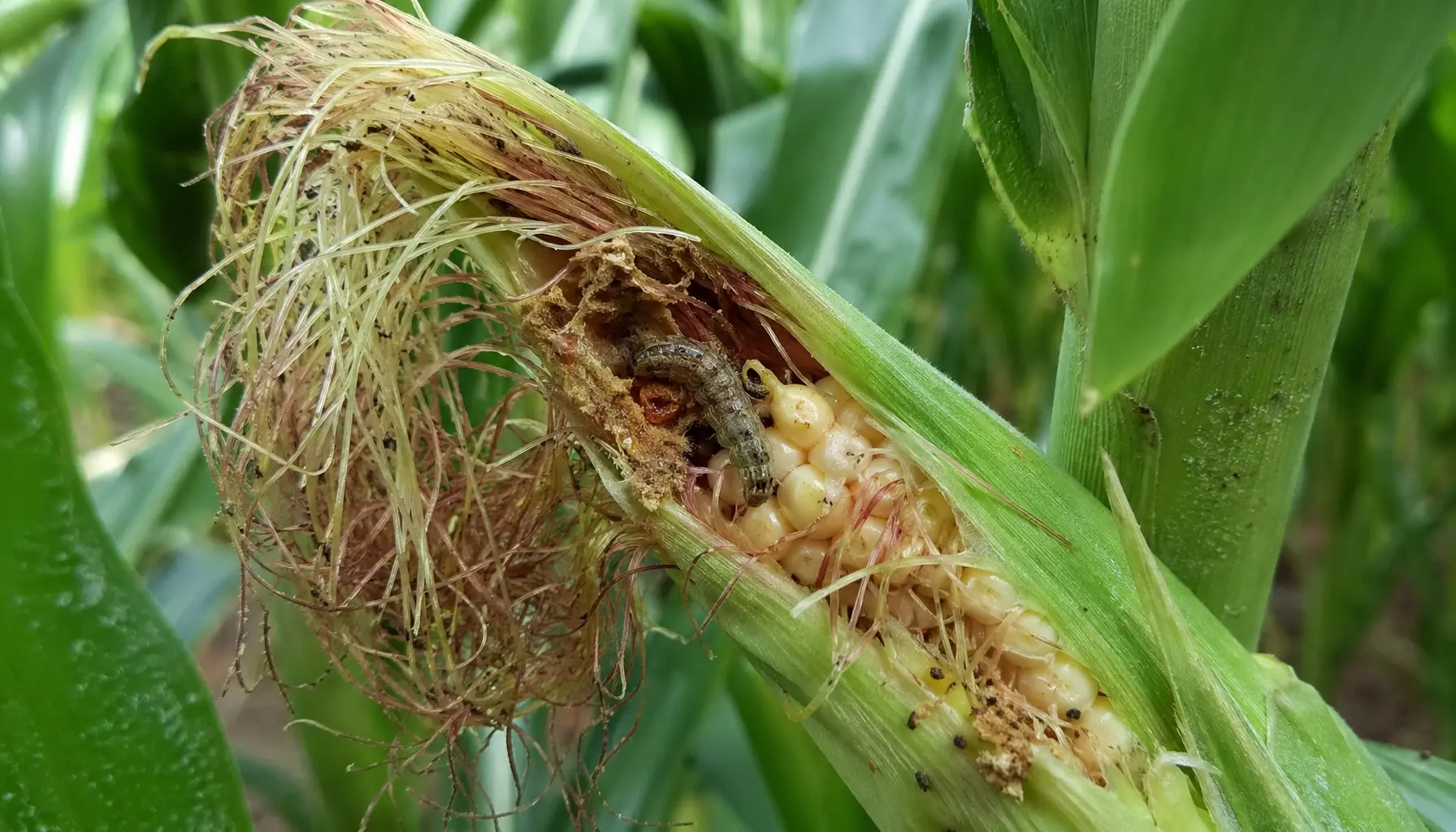 Fall armyworm larva feeding on maize