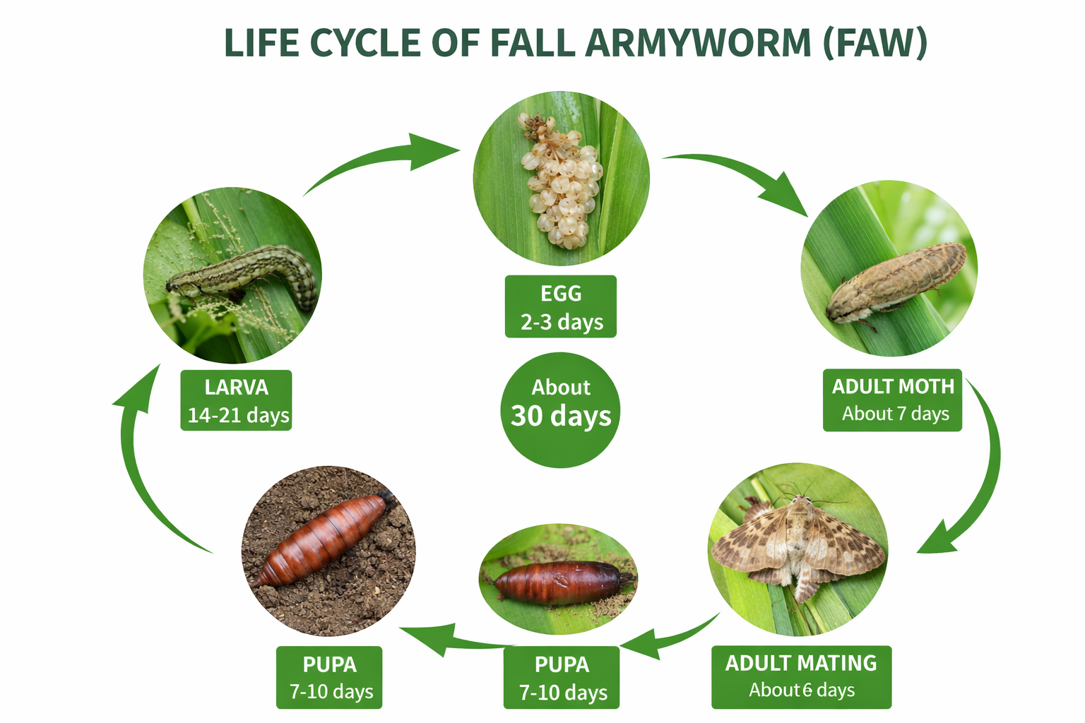 Fall armyworm life cycle showing egg larva pupa and adult moth stages