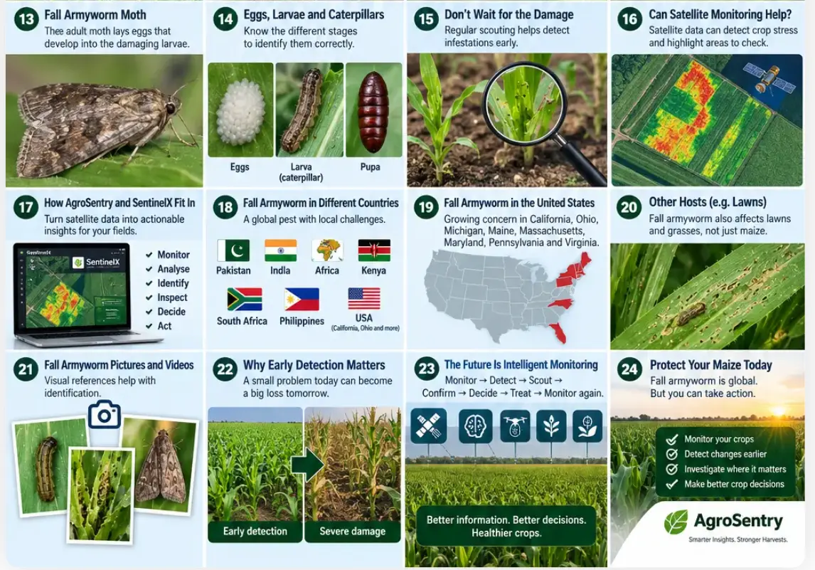 Satellite monitoring for managing fall armyworm infestations in maize