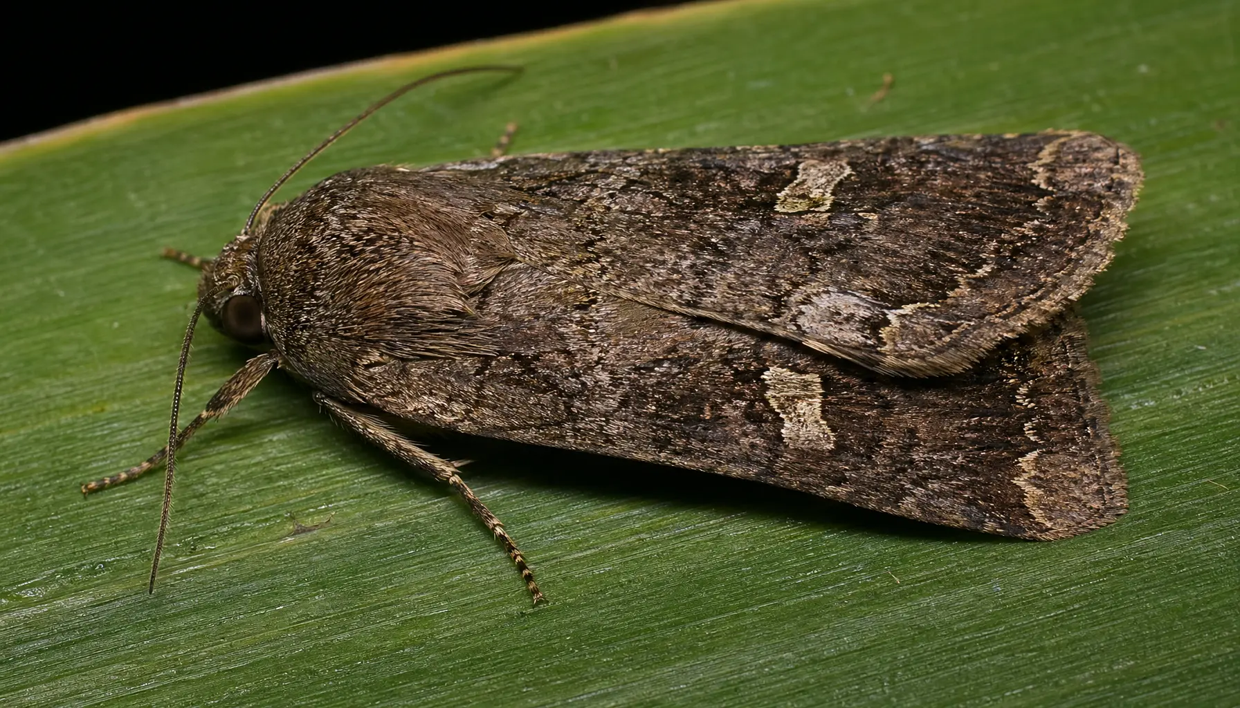 Fall armyworm moth on a maize plant