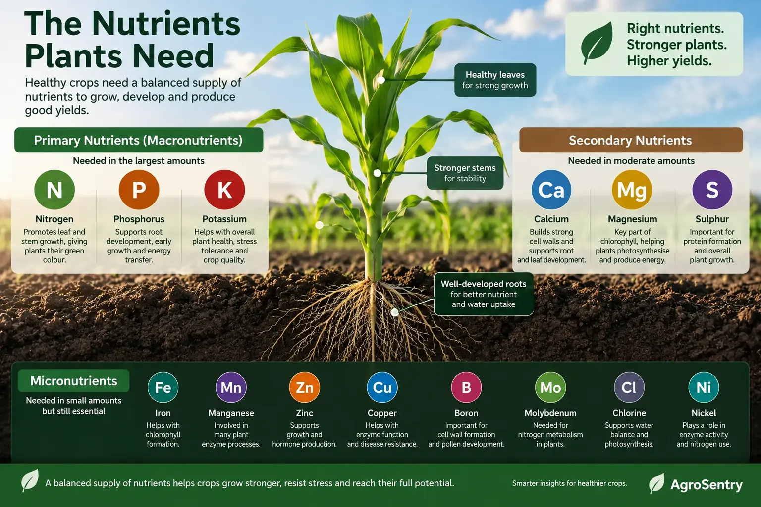 Crop nutrients and plant nutrition